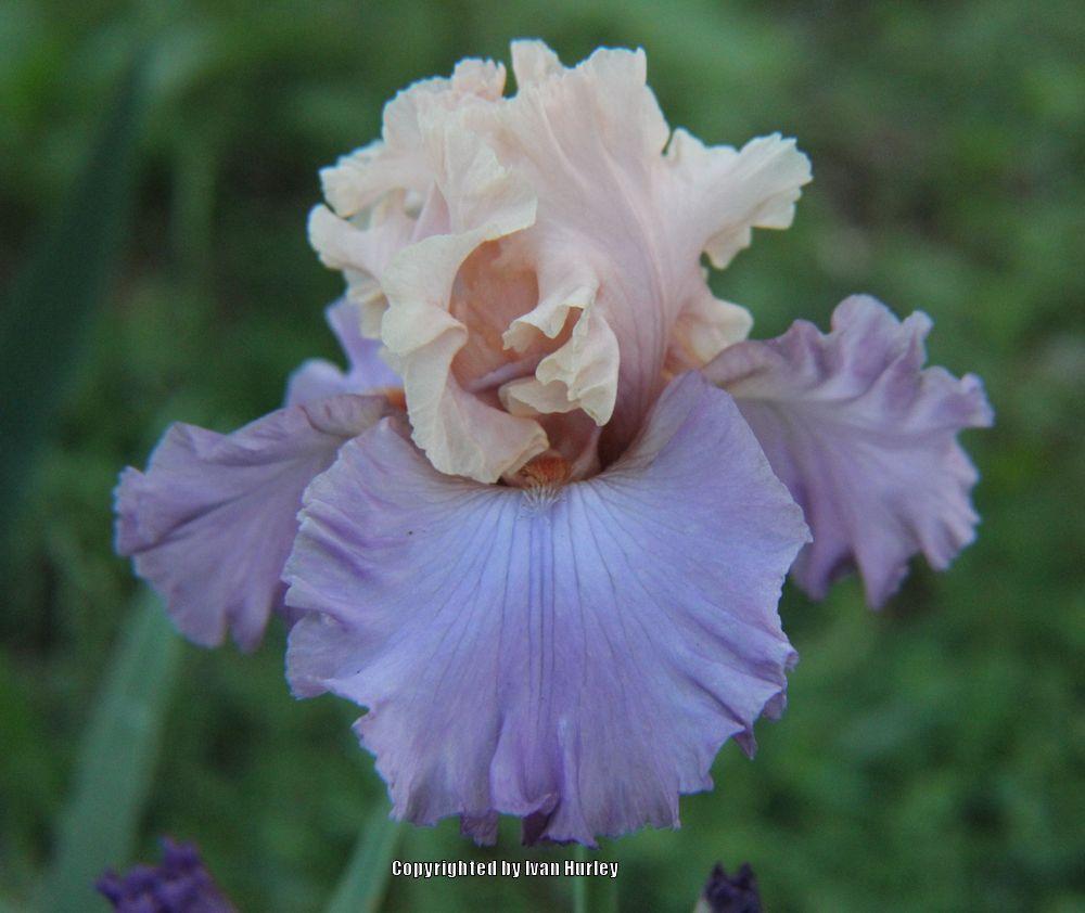 Photo of Tall Bearded Iris (Iris 'Fashionista') uploaded by Ivan_N_Tx