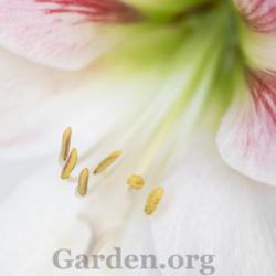 Location: My garden-Zone 9a
Date: 2020-04-24
Hippaestrum Apple Blosssom