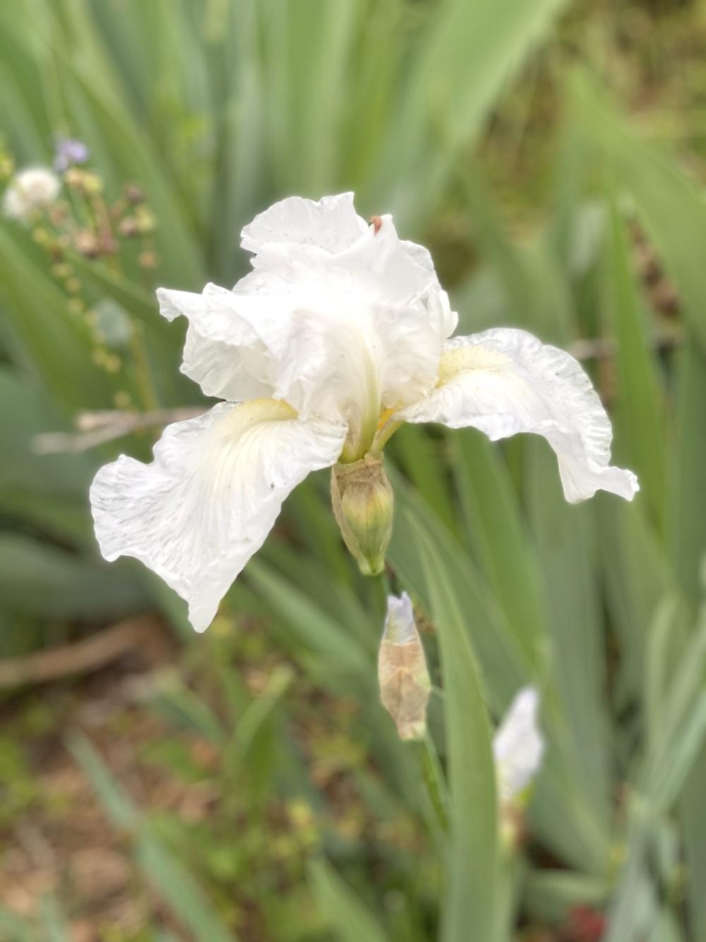 Photo of Tall Bearded Iris (Iris 'Immortality') uploaded by SaladDaze