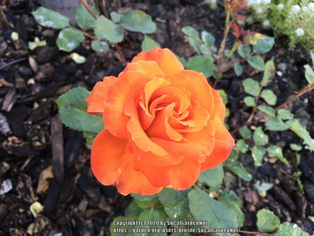 Photo of Rose (Rosa 'Gingersnap') uploaded by SoCalGardenNut