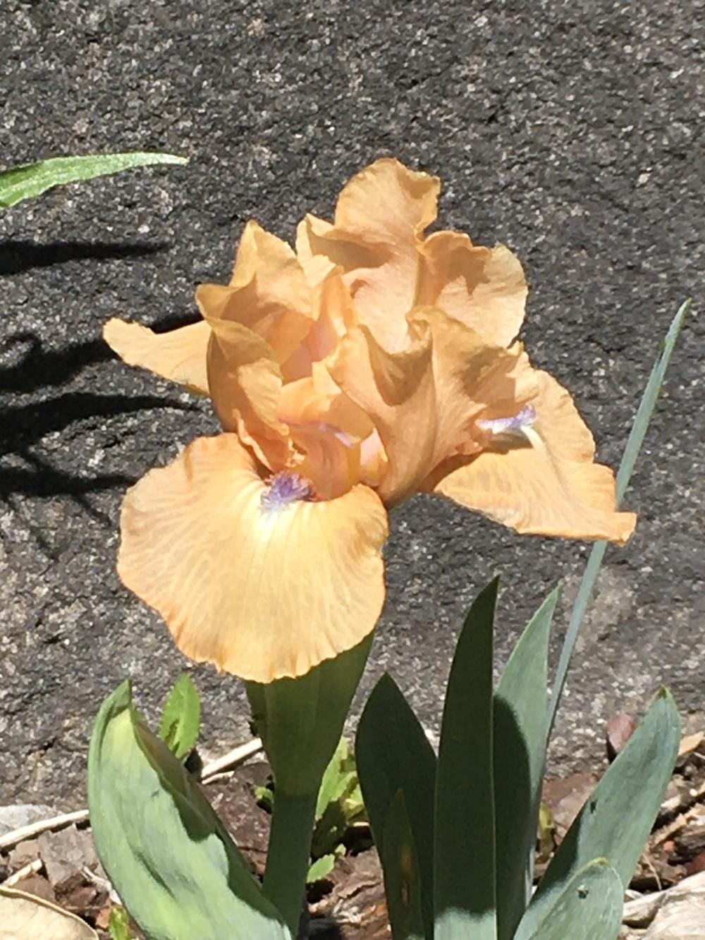 Photo of Standard Dwarf Bearded Iris (Iris 'Decorum') uploaded by lilpod13