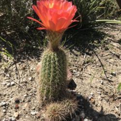 Location: San Clemente
Date: 2020-04-24
Trichocereus grandiflorus (?) The cactus is 4.75 inches tall, so 