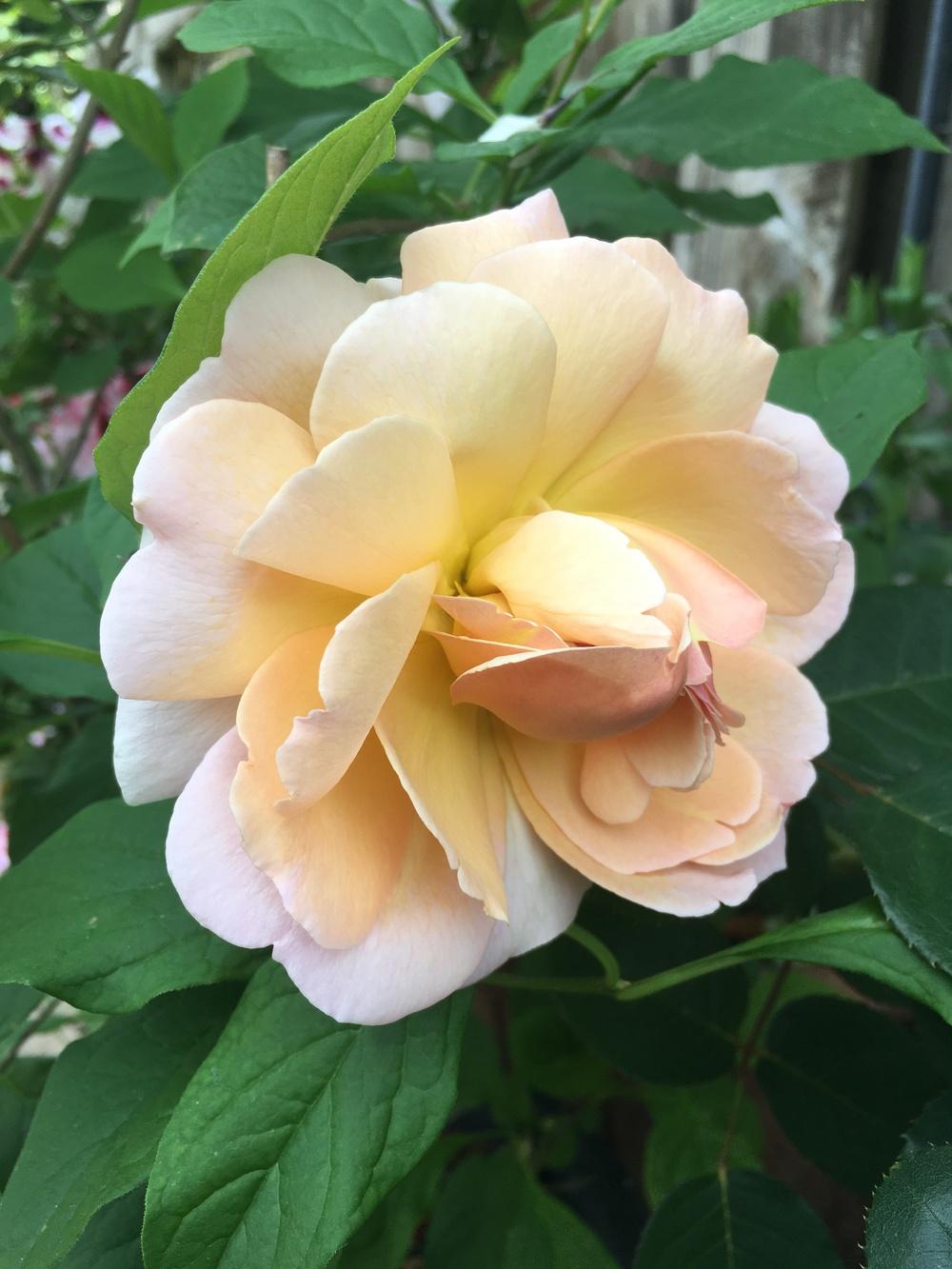 Photo of Rose (Rosa 'Madame Paule Massad') uploaded by Calif_Sue