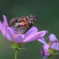 Location: My Garden
Date: 2020-04-23
#pollination by butterflies