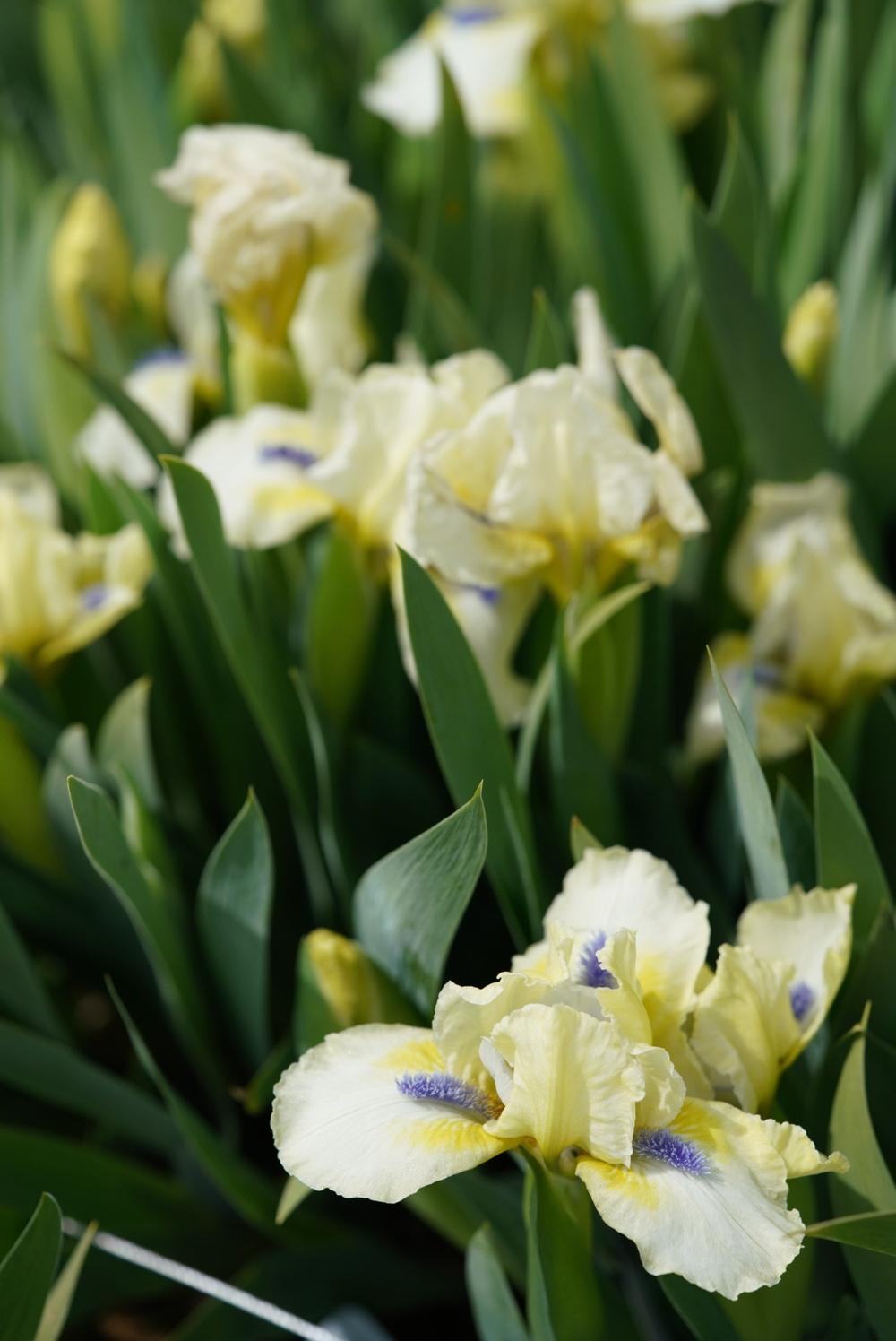 Photo of Standard Dwarf Bearded Iris (Iris 'Serenity Prayer') uploaded by Islandview