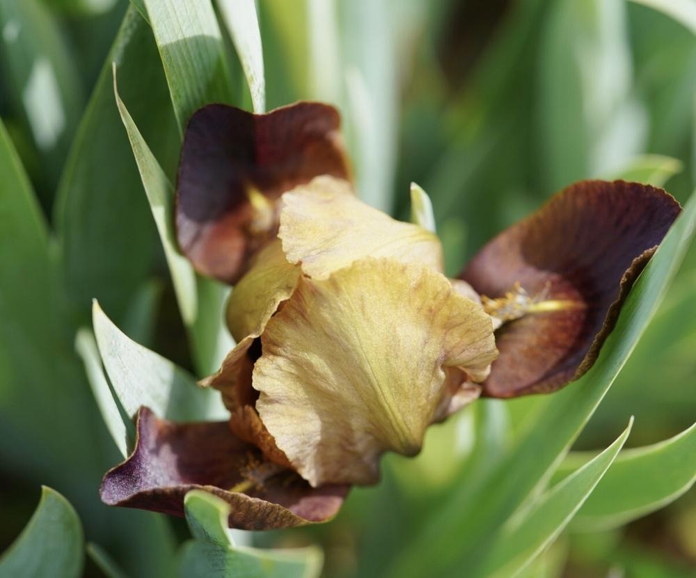 Photo of Standard Dwarf Bearded Iris (Iris 'Little Chestnut') uploaded by Islandview