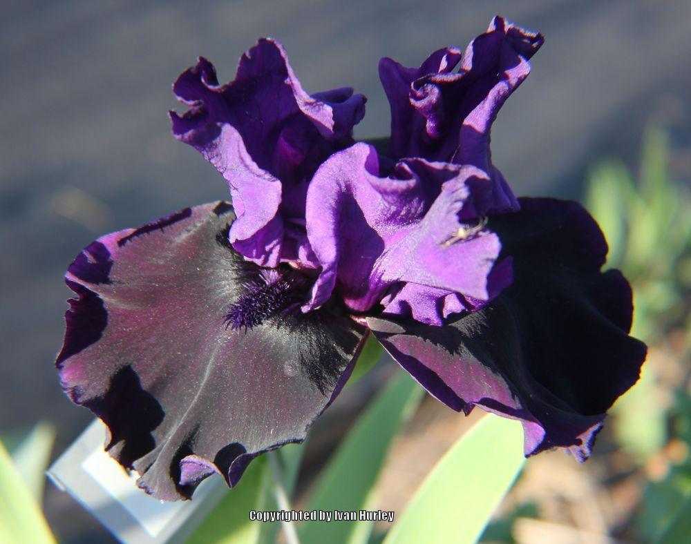 Photo of Tall Bearded Iris (Iris 'Midnight Treat') uploaded by Ivan_N_Tx