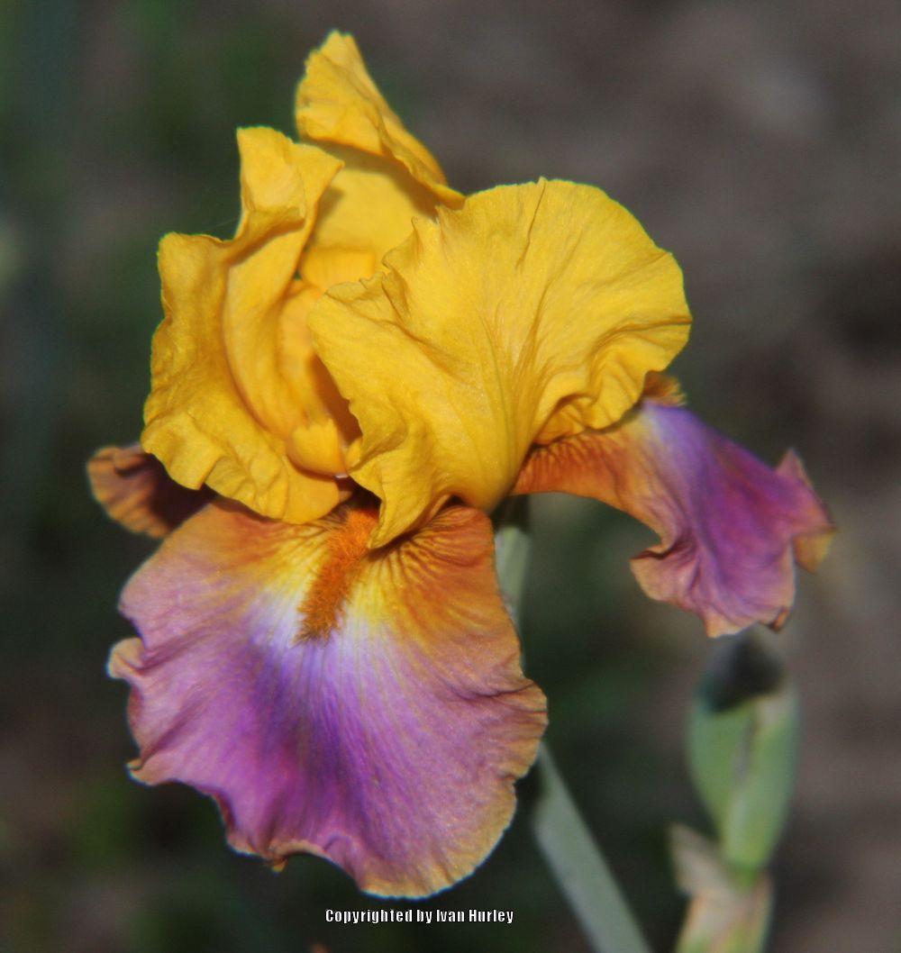 Photo of Tall Bearded Iris (Iris 'Megabucks') uploaded by Ivan_N_Tx