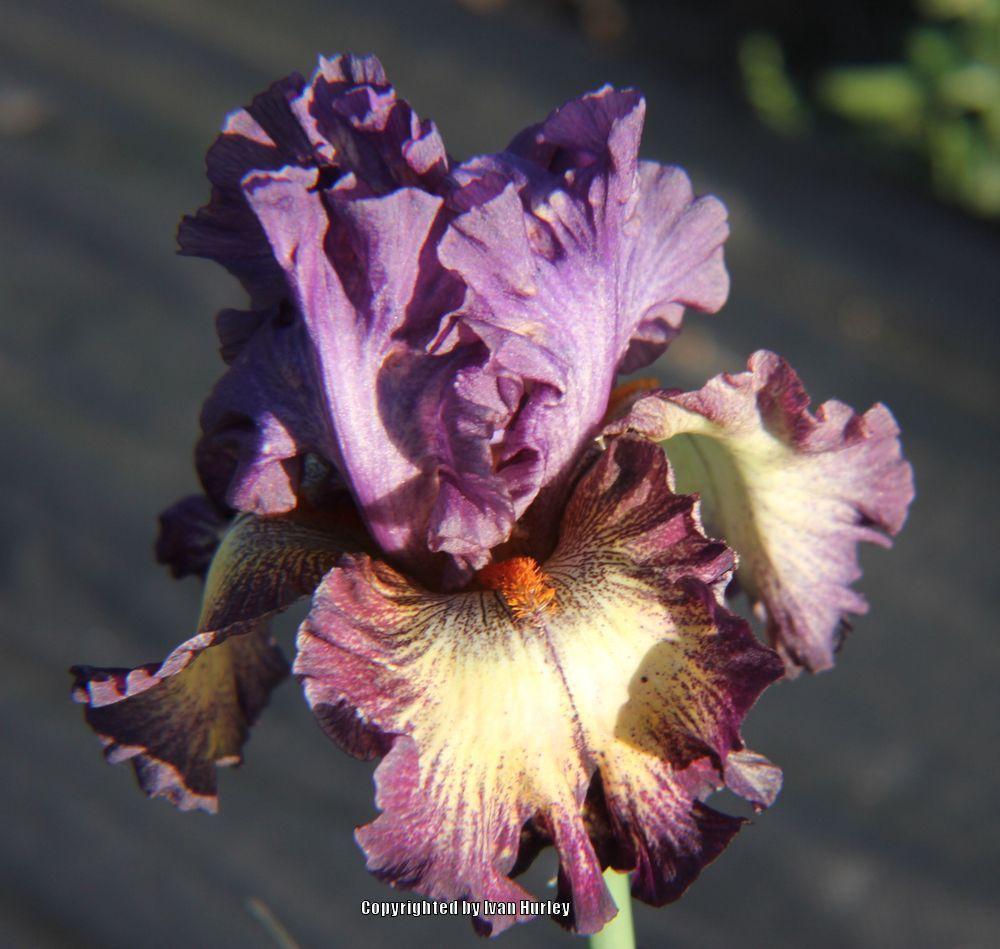 Photo of Tall Bearded Iris (Iris 'Out of the Dark') uploaded by Ivan_N_Tx