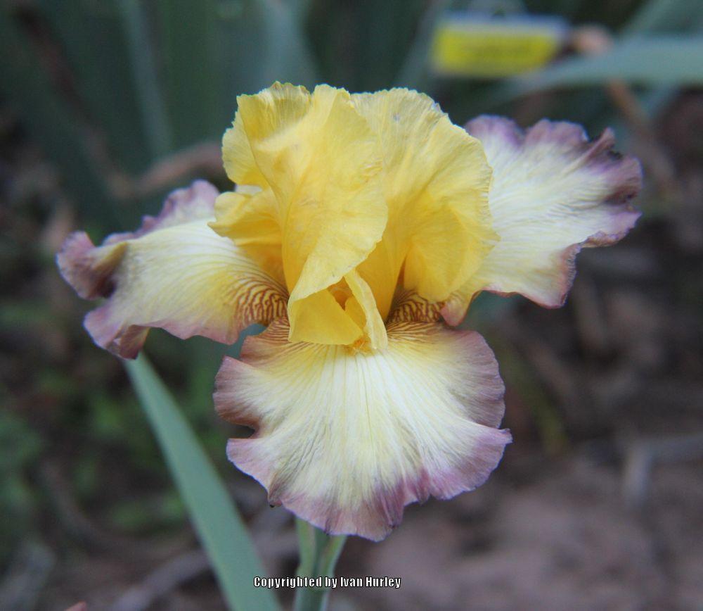 Photo of Tall Bearded Iris (Iris 'Clothed in Glory') uploaded by Ivan_N_Tx