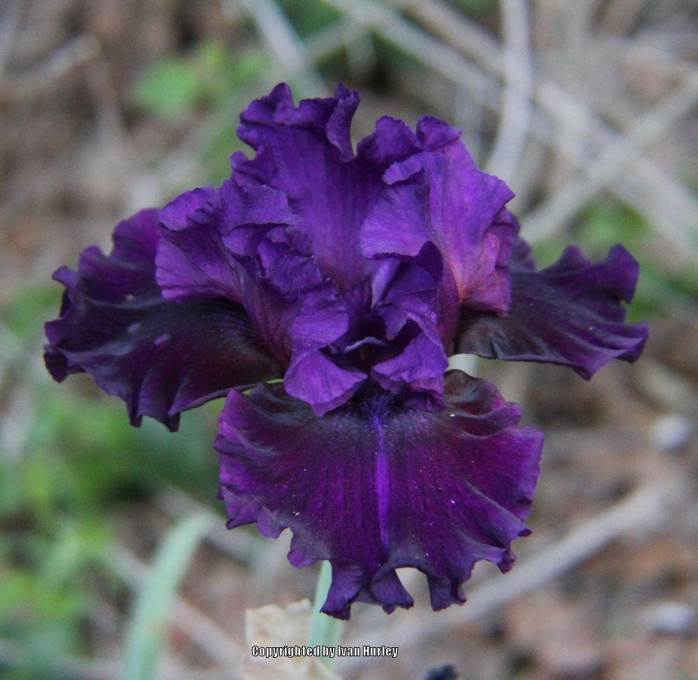 Photo of Tall Bearded Iris (Iris 'Royal Majesty') uploaded by Ivan_N_Tx