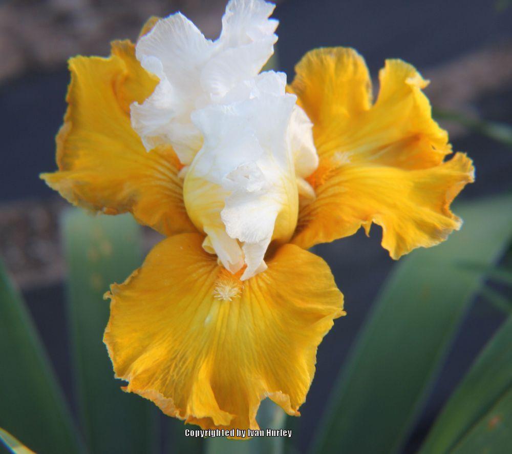 Photo of Tall Bearded Iris (Iris 'Tour de France') uploaded by Ivan_N_Tx