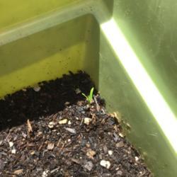 Location: CA
Date: 4/25/2020
Grown from seeds. My first pepper seed sprouts ever!