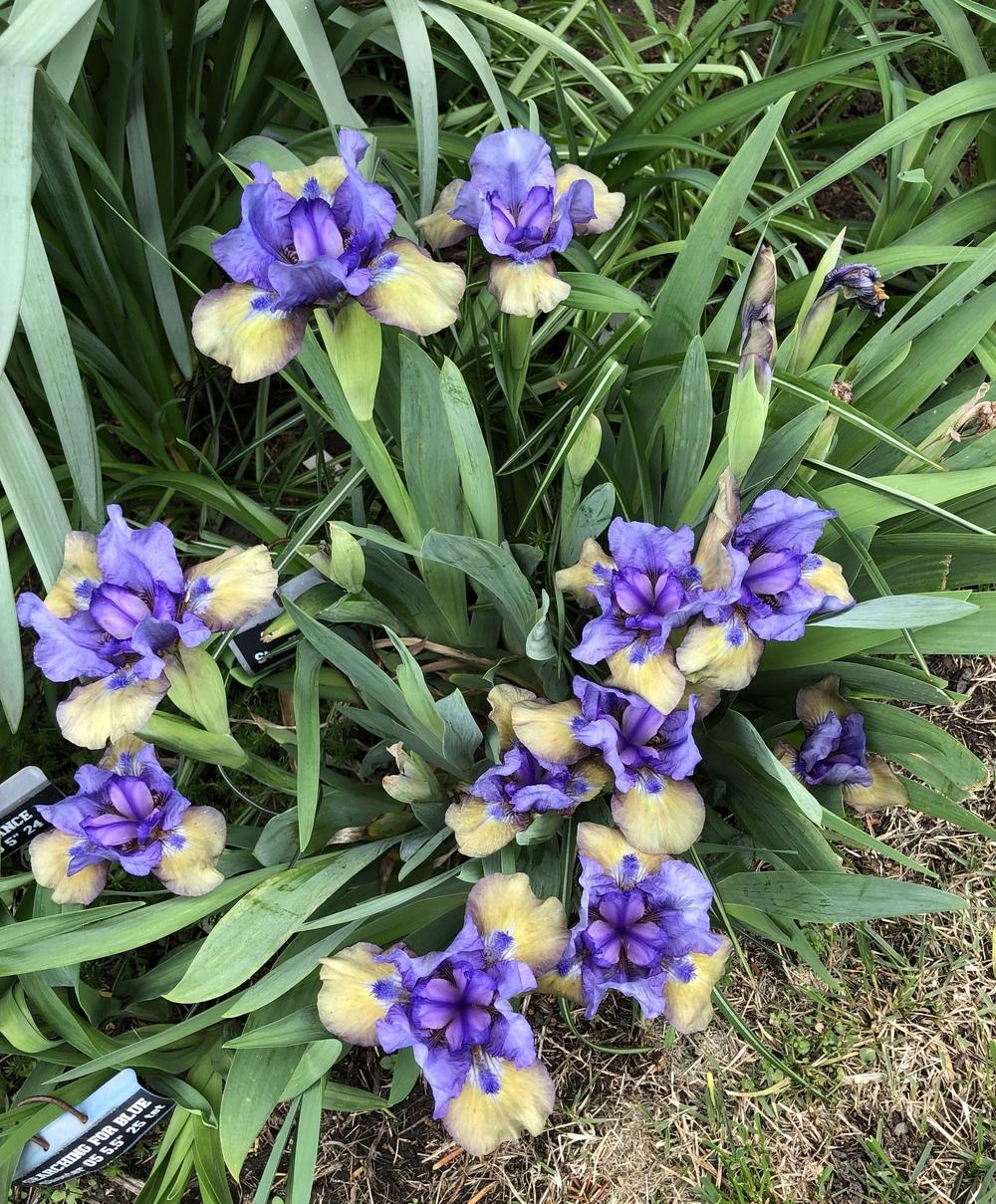 Photo of Standard Dwarf Bearded Iris (Iris 'What Again') uploaded by Lilydaydreamer