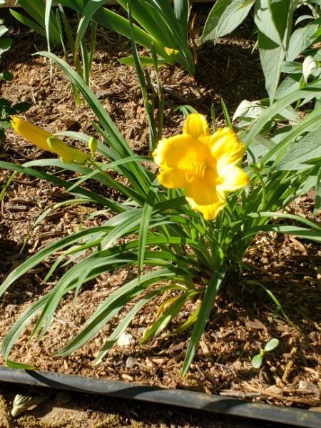 Photo of Daylily (Hemerocallis 'Stella de Oro') uploaded by LindsayG