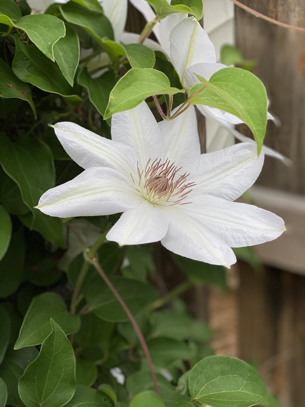 Photo of Clematis 'Henryi' uploaded by SaladDaze
