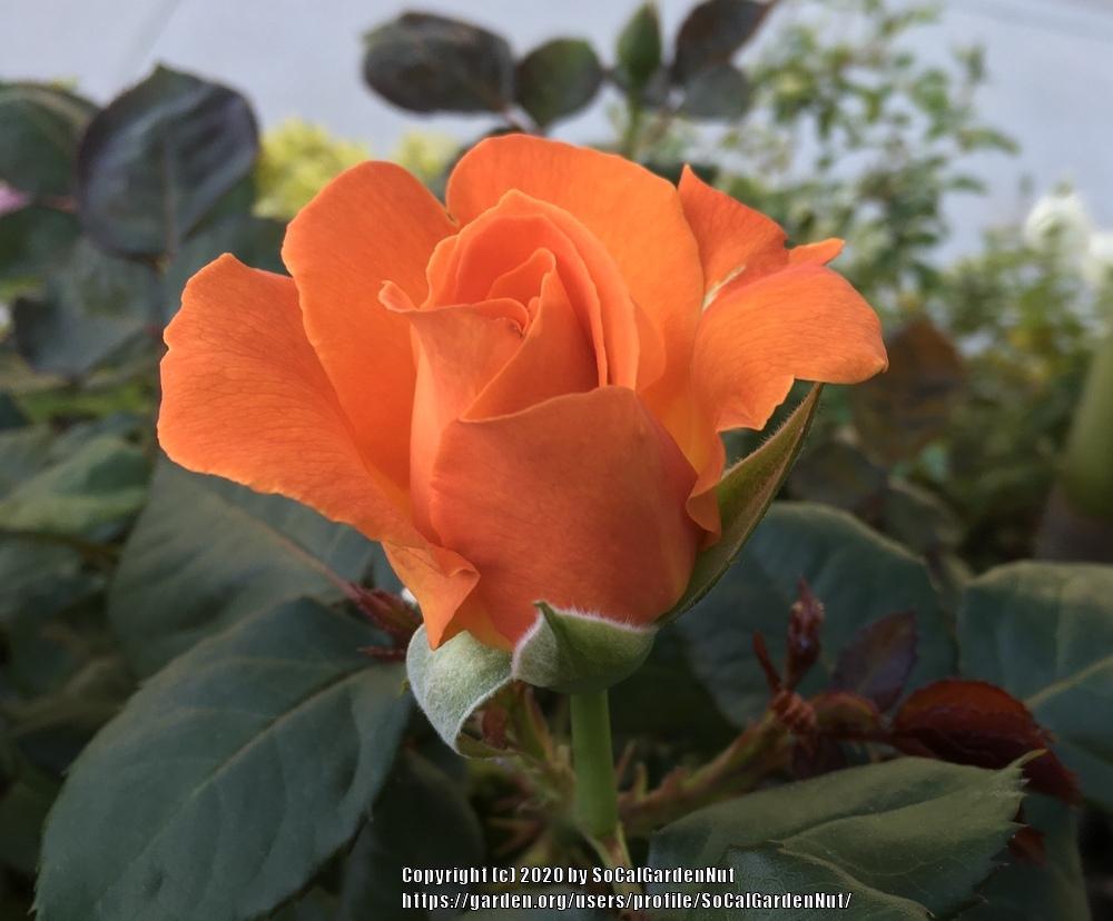 Photo of Rose (Rosa 'Vavoom') uploaded by SoCalGardenNut