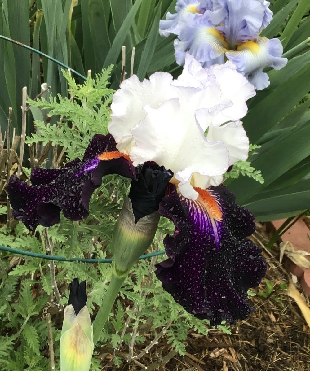 Photo of Tall Bearded Iris (Iris 'Cosmic Celebration') uploaded by floota