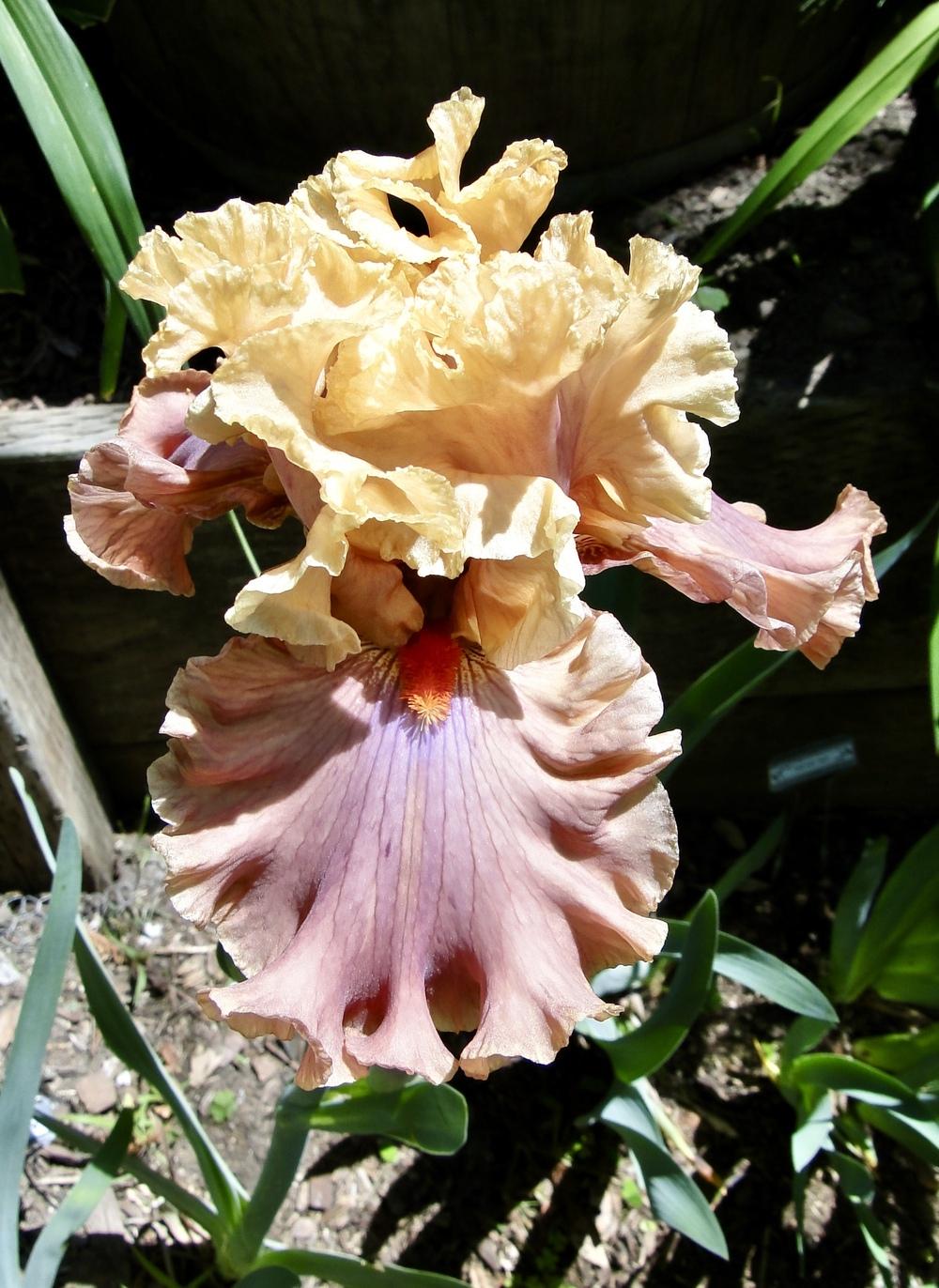 Photo of Tall Bearded Iris (Iris 'Glamazon') uploaded by golden_goddess