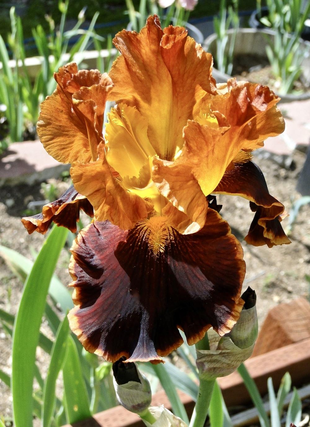 Photo of Tall Bearded Iris (Iris 'Cajun Cooking') uploaded by golden_goddess