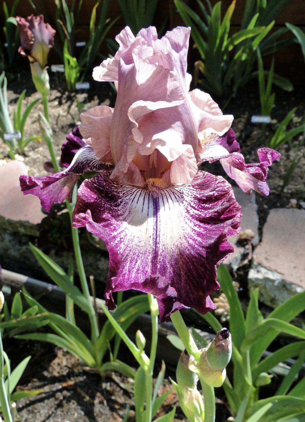 Photo of Tall Bearded Iris (Iris 'Cupid's Arrow') uploaded by golden_goddess