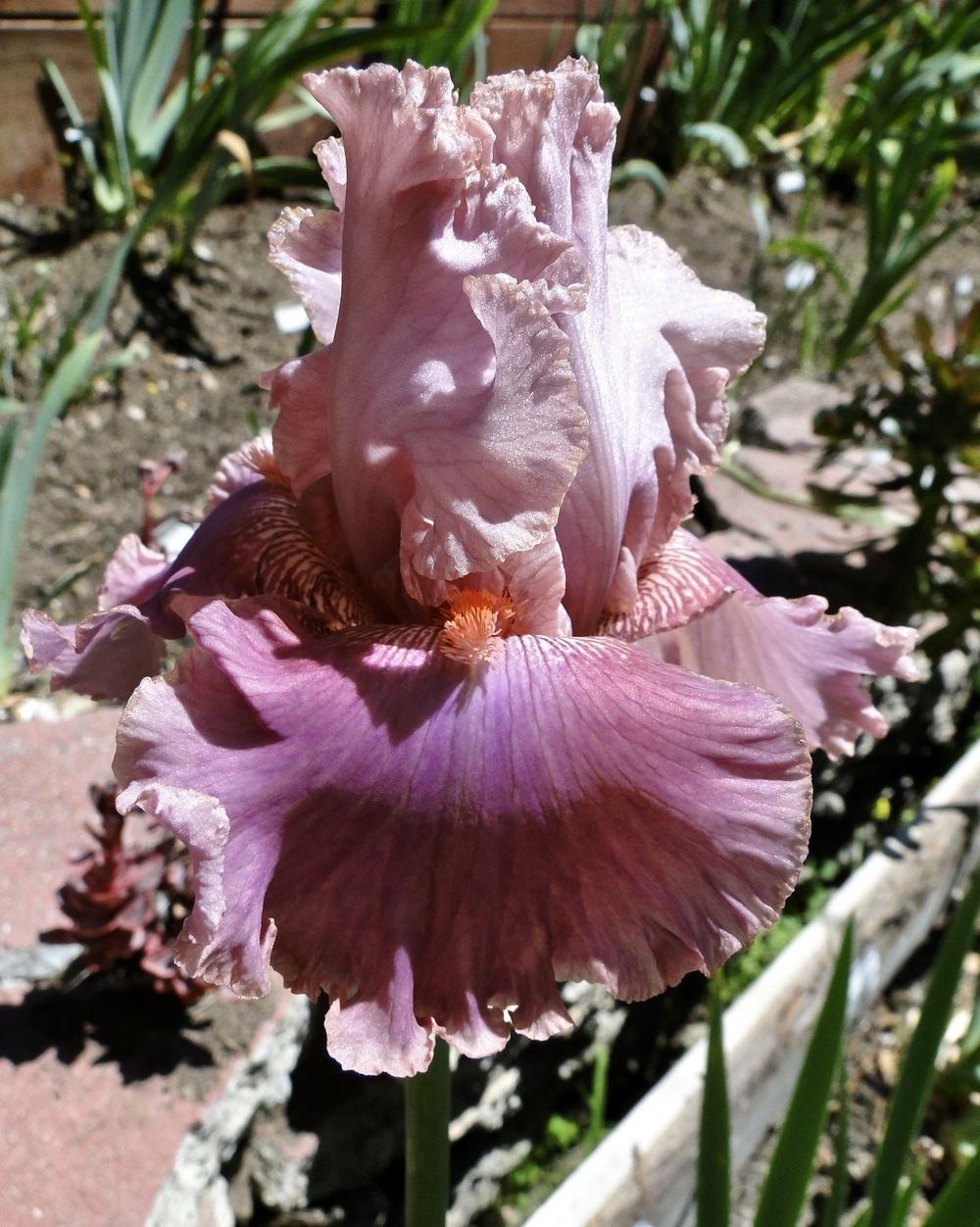 Photo of Tall Bearded Iris (Iris 'Okapi Poppy') uploaded by golden_goddess