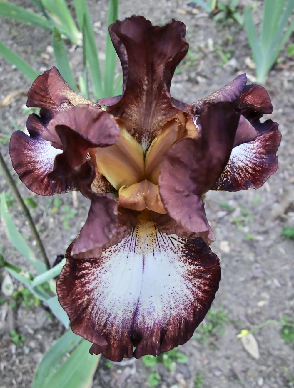 Photo of Tall Bearded Iris (Iris 'Stop the Music') uploaded by golden_goddess