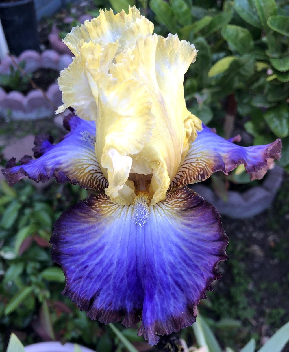 Photo of Tall Bearded Iris (Iris 'Adventurous') uploaded by jnau_