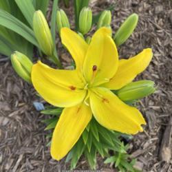 Location: My garden in Warrenville, SC
Date: 2020-04-24
First bloom was single
