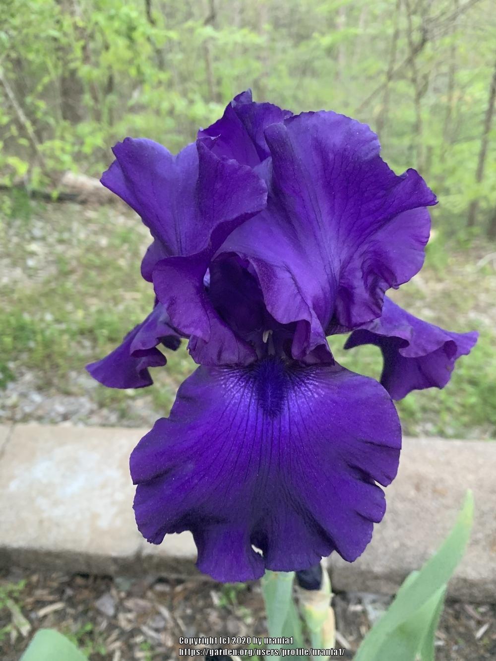 Photo of Tall Bearded Iris (Iris 'Titan's Glory') uploaded by urania1