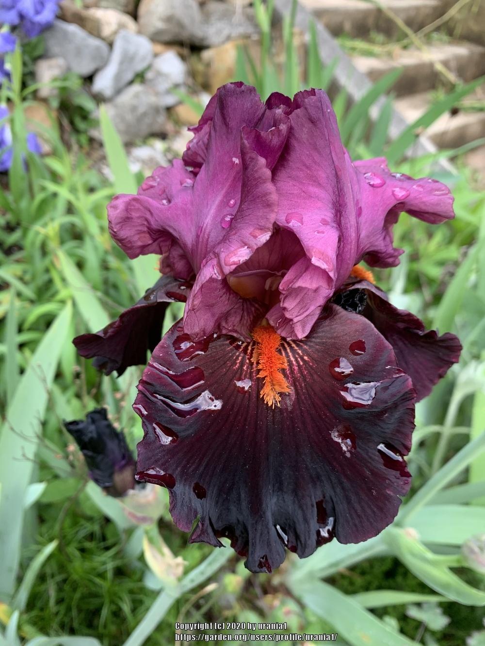 Photo of Tall Bearded Iris (Iris 'Fiery Temper') uploaded by urania1