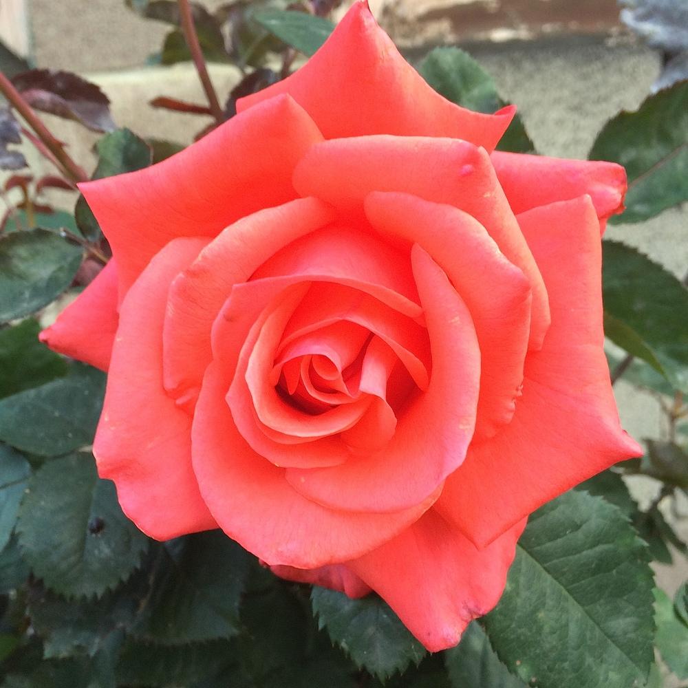 Photo of Rose (Rosa 'Lady Rose') uploaded by Betja