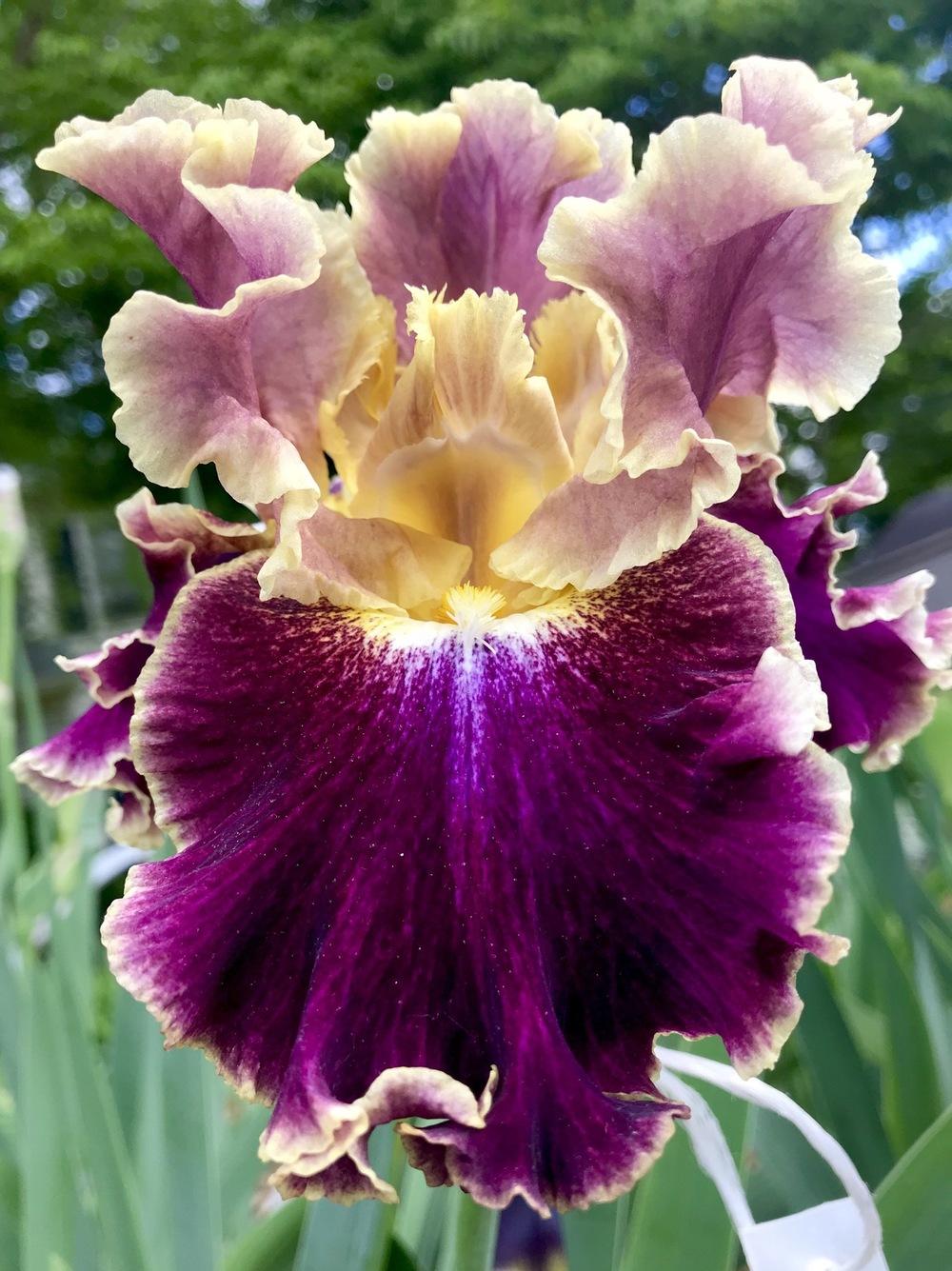 Photo of Tall Bearded Iris (Iris 'Montmartre') uploaded by Crogers785