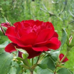 Location: Nocona,Texas zn.7 My gardens
Date: April 22,2020
A bold Christmas Red Rose! Striking in the garden