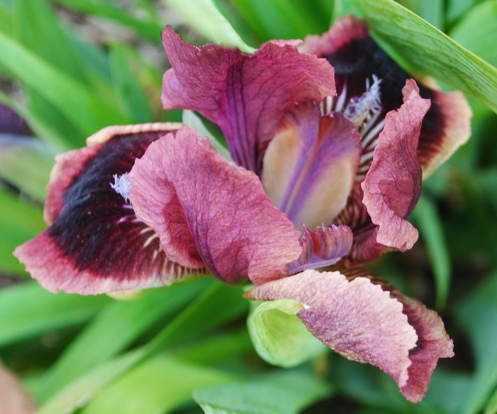 Photo of Standard Dwarf Bearded Iris (Iris 'Cat's Eye') uploaded by Hybridizer