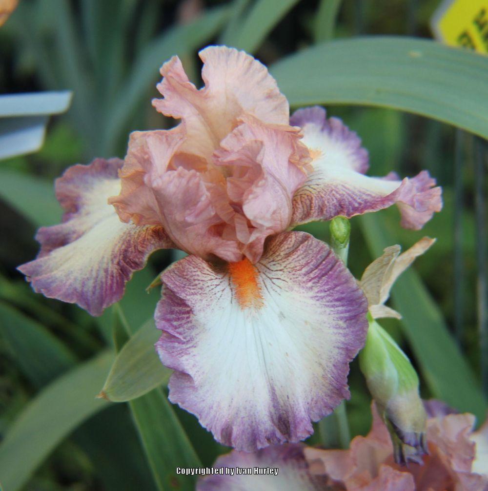 Photo of Tall Bearded Iris (Iris 'Dawn Sky') uploaded by Ivan_N_Tx