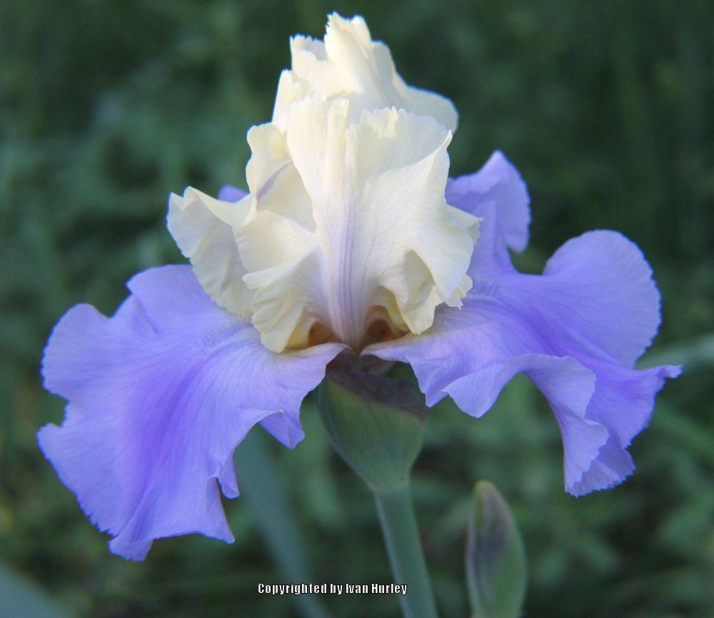 Photo of Tall Bearded Iris (Iris 'Haut les Voiles') uploaded by Ivan_N_Tx