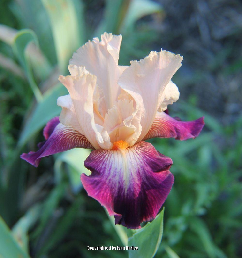 Photo of Tall Bearded Iris (Iris 'Let's Boogie') uploaded by Ivan_N_Tx