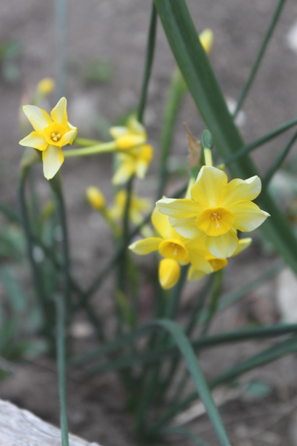 Photo of Jonquilla Daffodil (Narcissus 'New Baby') uploaded by Nevita