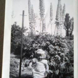 Location: East Riding of Yorkshire
Date: 1954
Age two, with towering delphiniums