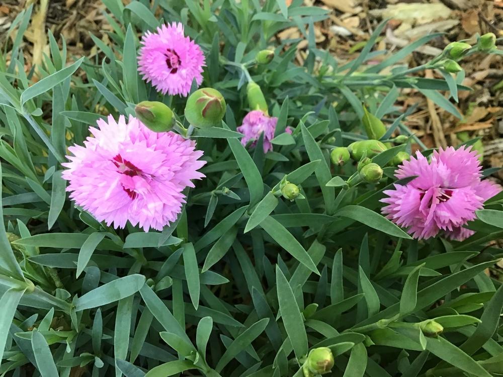 Photo of Pinks (Dianthus Scent First® Raspberry Surprise) uploaded by gardenfish