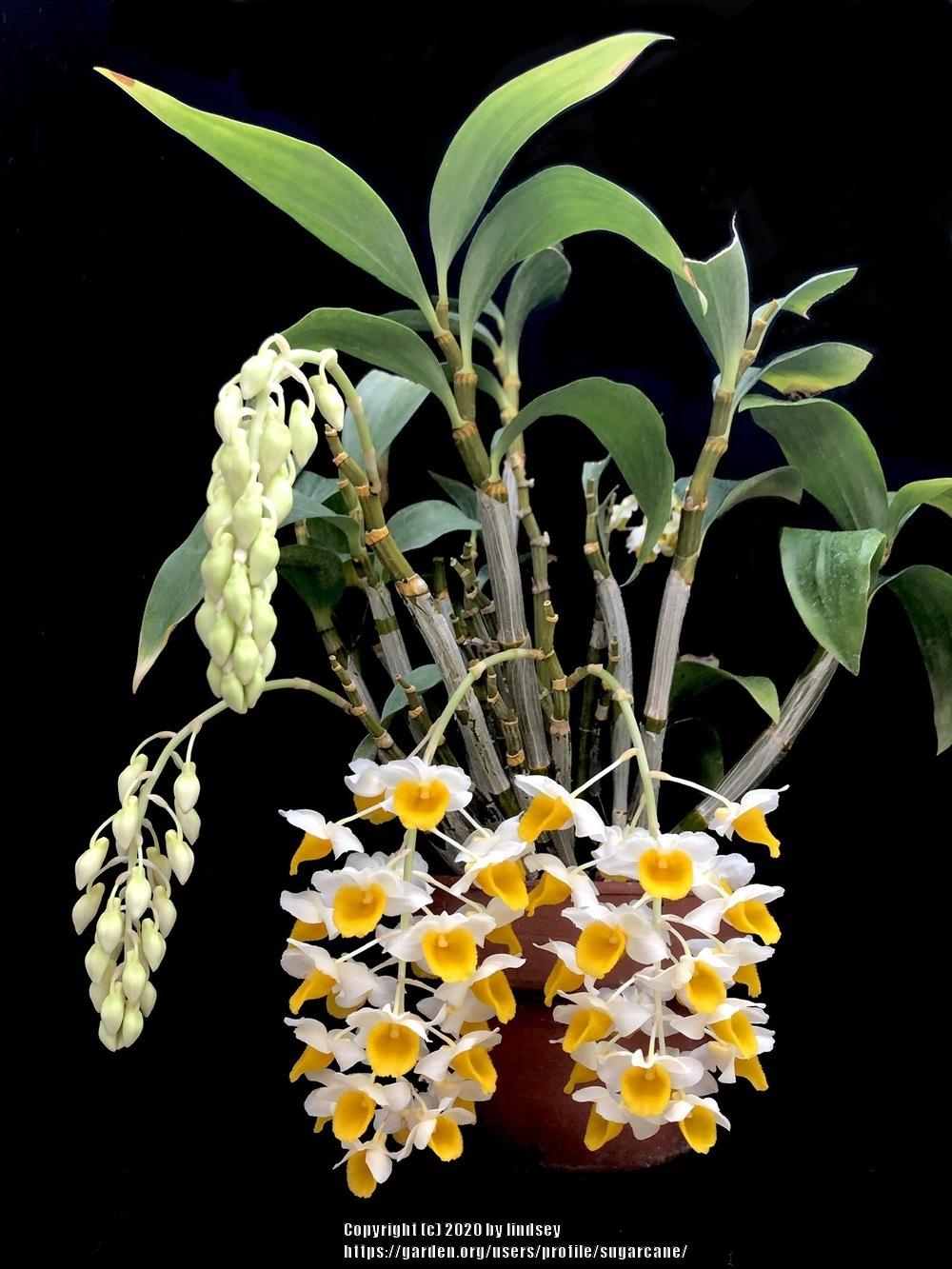 Photo of Orchid (Dendrobium thyrsiflorum) uploaded by sugarcane