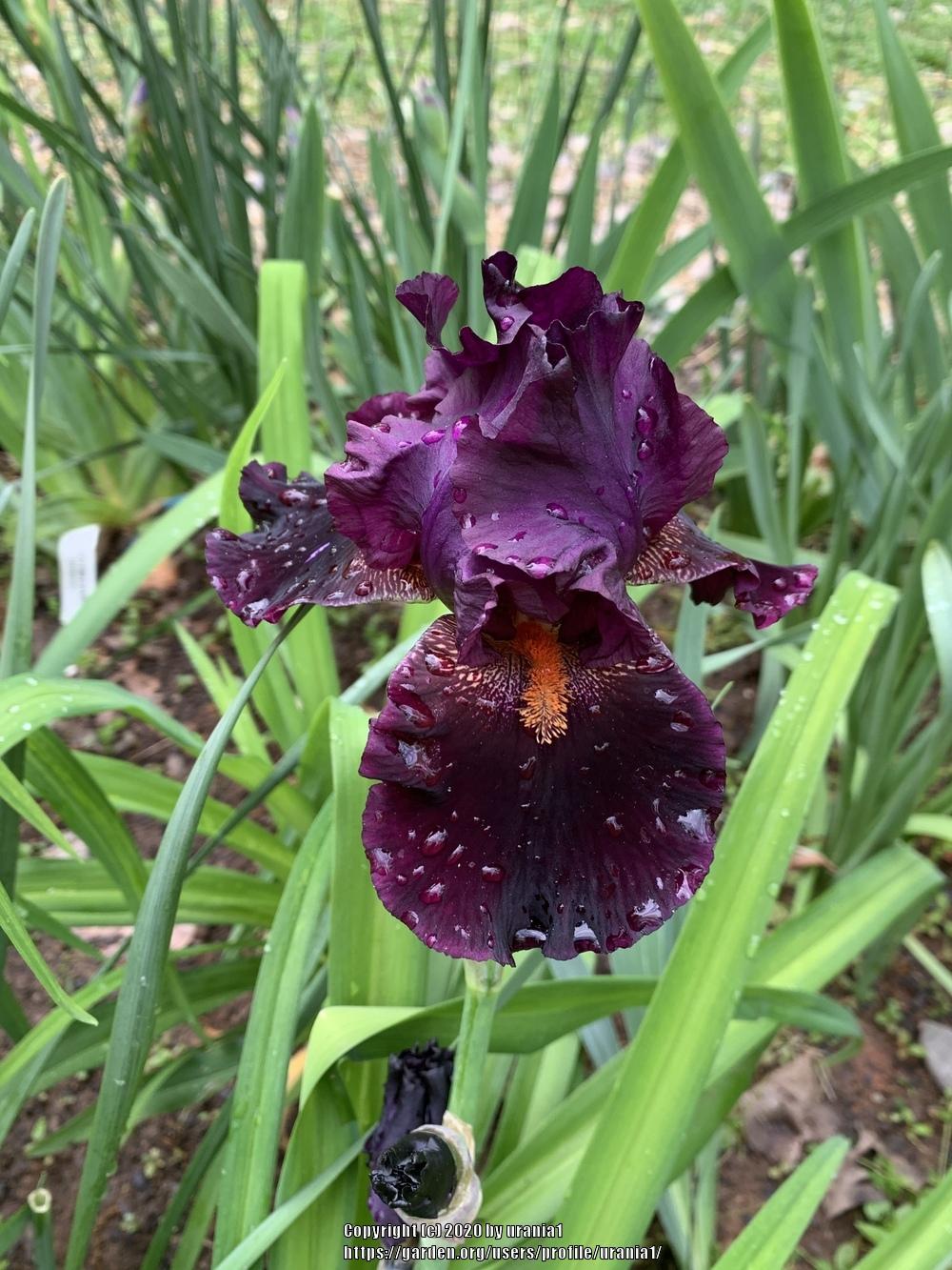 Photo of Tall Bearded Iris (Iris 'Night Moves') uploaded by urania1
