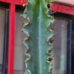 Location: Baja California
Date: 2020-04-25
Wavy ribs on a seedling