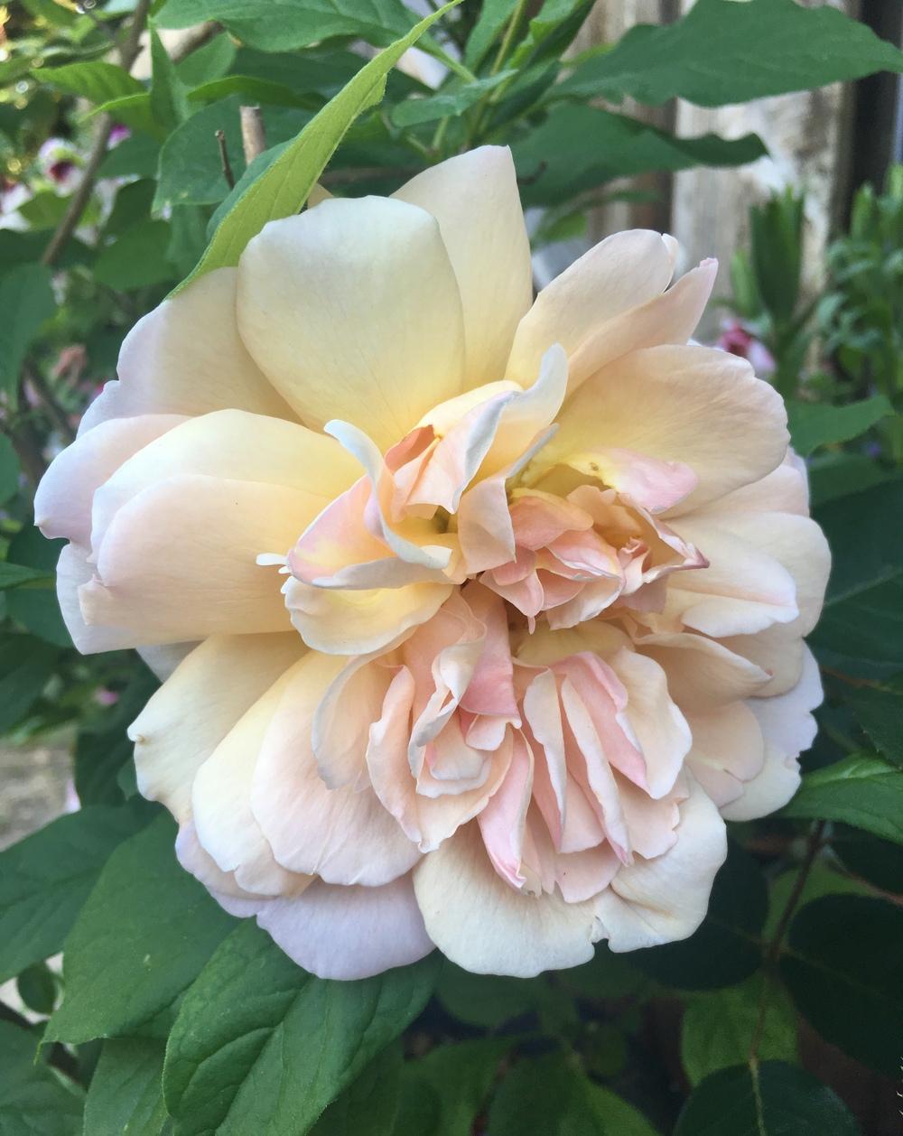 Photo of Rose (Rosa 'Madame Paule Massad') uploaded by Calif_Sue