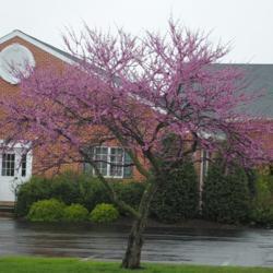 Location: Downingtown, Pennsylvania
Date: 2020-04-26
one Forest Pansy Redbud tree in bloom