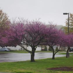 Location: Downingtown, Pennsylvania
Date: 2020-04-26
Forest Pansy Redbuds in bloom