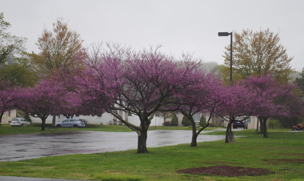 Photo of Eastern Redbud (Cercis canadensis 'Forest Pansy') uploaded by ILPARW