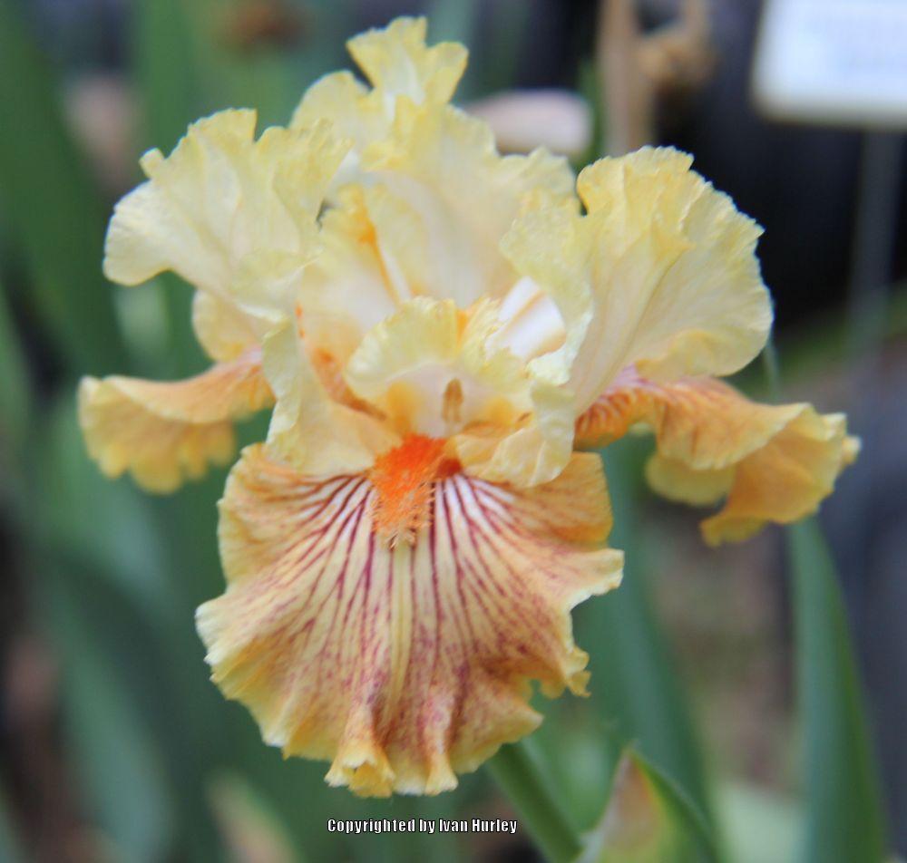 Photo of Tall Bearded Iris (Iris 'Girl Gone Wild') uploaded by Ivan_N_Tx