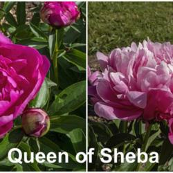Location: Peony Garden at Nichols Arboretum, Ann Arbor, Michigan
Date: 2019-06-08
Bloom color can vary from year to year.  The 2019 blooms conform 